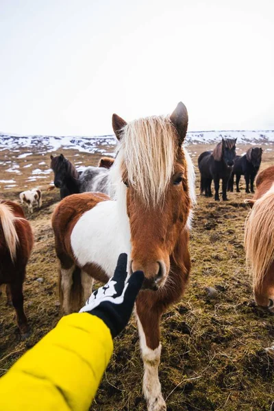 Mano tocando un pony Shetland rodeado de caballos y vegetación con un fondo borroso —  Fotos de Stock