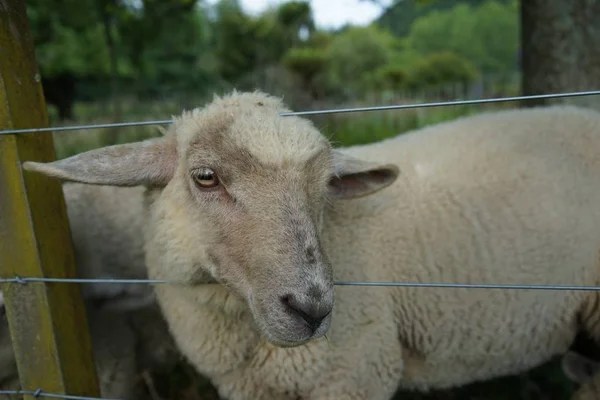 Gros Plan Mouton Dans Une Ferme Avec Une Clôture Par — Photo