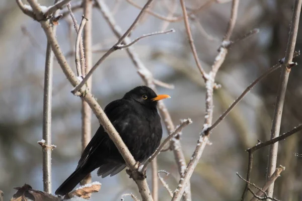 Черная Птица Сидящая Ветке Дерева Покрытой Морозом — стоковое фото