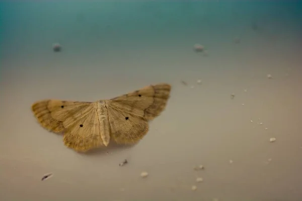 Een Close Shot Van Een Kleine Vlinder Met Een Wazige — Stockfoto
