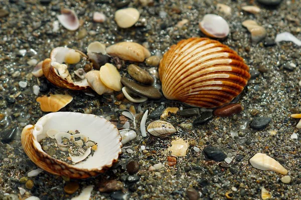 Closeup shot of snails and pebbles of many different sizes, colors and shapes — Stock Photo, Image