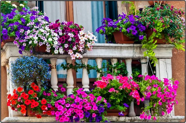 Tiro Ángulo Bajo Ollas Con Hermosas Flores Balcón —  Fotos de Stock