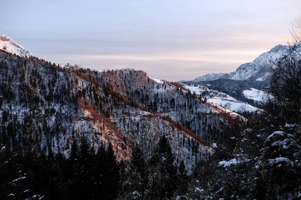 Een Prachtig Winterlandschap Van Een Berghelling Bedekt Met Alpiene Bomen — Stockfoto