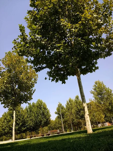 Вертикальный снимок нескольких деревьев рядом друг с другом в дневное время — стоковое фото