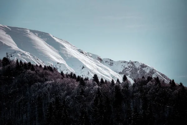 Низький Кут Пострілу Крижаної Гори Альпійськими Деревами Передньому Плані — стокове фото
