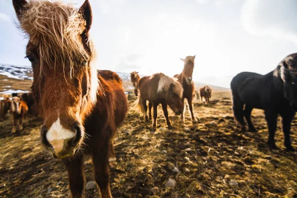 Зграя Ісландського Коня Полі Кіньми Розмитому Тлі Ісландії — стокове фото