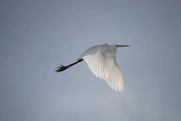 Beautiful Shot Great Egret Motion Its Wings Blue Sky — Stok fotoğraf