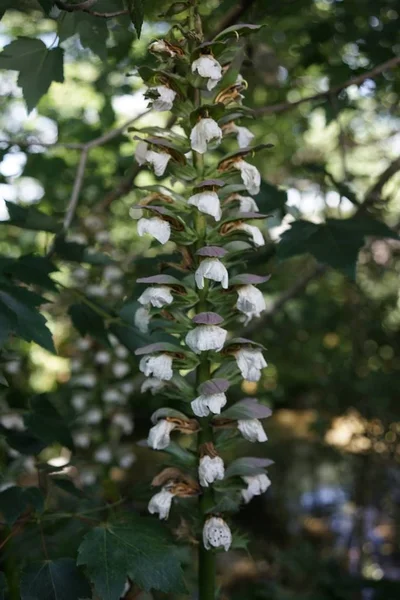 Primer plano de orquídeas colgando de un árbol en un jardín —  Fotos de Stock