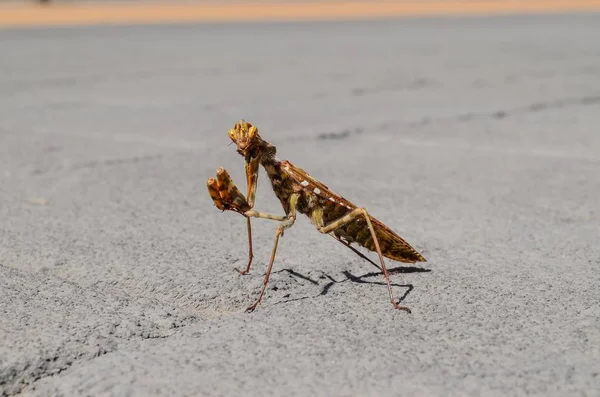 Beau Cliché Mante Priante Dans Une Route Béton Avec Fond — Photo