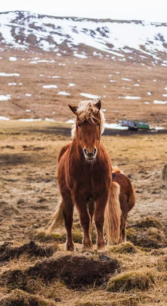 Foto verticale di un cavallo islandese in un campo ricoperto di neve ed erba in Islanda — Foto Stock