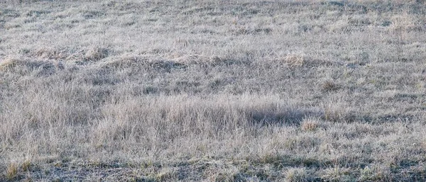 Прекрасний Вид Поле Повне Сушеної Трави — стокове фото