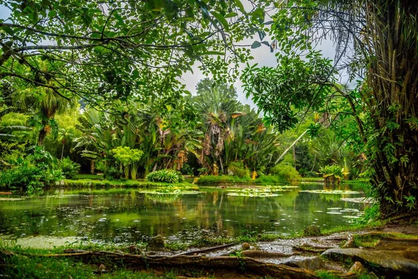 Hermosa toma de un estanque en medio de un bosque — Foto de Stock