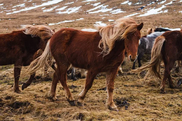 Φωτογραφία Ισλανδών Αλόγων Που Διασχίζουν Τον Αγρό Καλυμμένοι Γρασίδι Και — Φωτογραφία Αρχείου