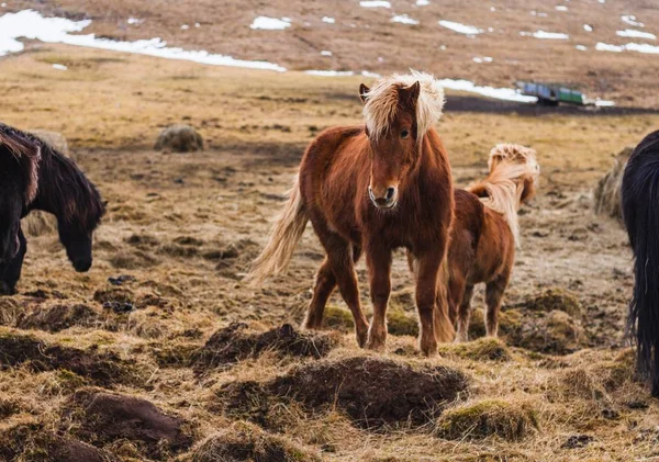 Icelandic Horse Field Covered Snow Grass Sunlight Iceland — Stok fotoğraf