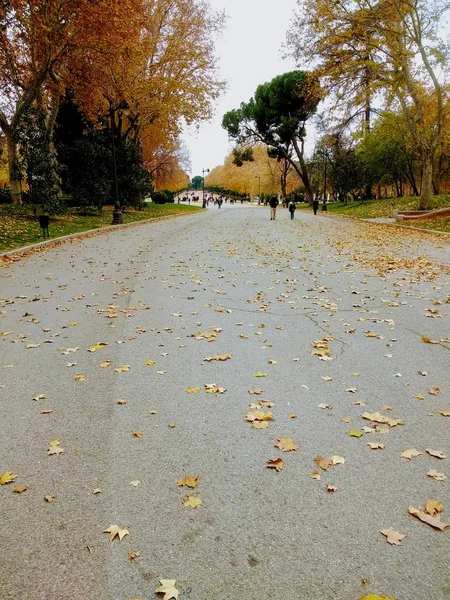 Вертикальный снимок людей, гуляющих рядом с деревьями в парке осенью — стоковое фото