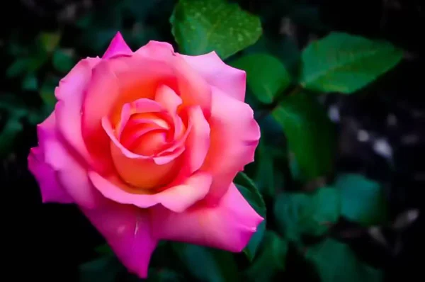 Eine Selektive Fokusaufnahme Einer Schön Blühenden Rosa Rose Und Grünen — Stockfoto