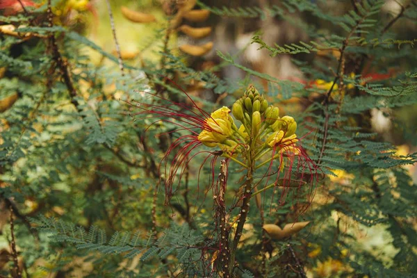 Крупним Планом Шматок Листя Гілках Дерев Квітів Які Цвітуть — стокове фото