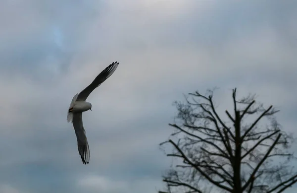 Low Angle Shot Gull Flying Grey Sky Dry Tree — Stock Photo, Image