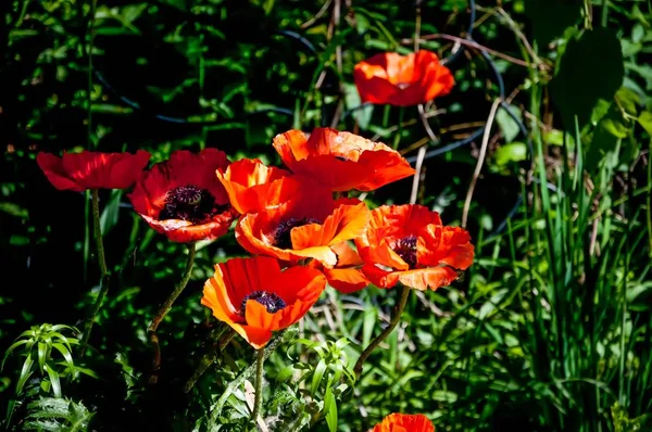 Tiro Seletivo Foco Poppies Bonitos Que Crescem Entre Vegetação Borrada — Fotografia de Stock