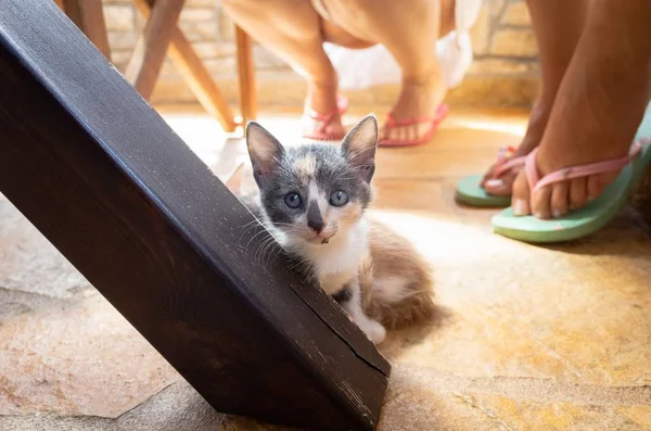 Kitten Kitchen Table Looking Straight Camera — Stock Photo, Image