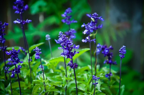 Enfoque Selectivo Hermosas Flores Pequeñas Color Púrpura Con Vegetación Borrosa — Foto de Stock