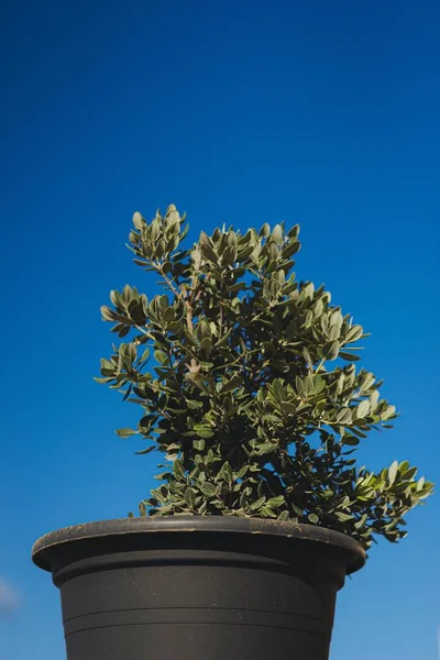 Low Angle Shot Plant Bowl Blue Sky — Stok fotoğraf