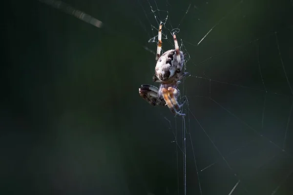 Detailní Záběr Pavučiny Pavoukem Uprostřed — Stock fotografie