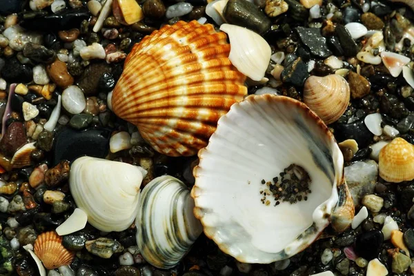 Closeup shot of snails and pebbles of many different sizes, colors and shapes — Stock Photo, Image