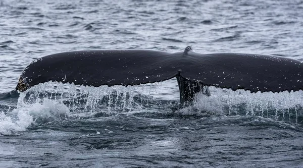 Panoramic Shot Sea Whale Tail Swimming — Stock Photo, Image