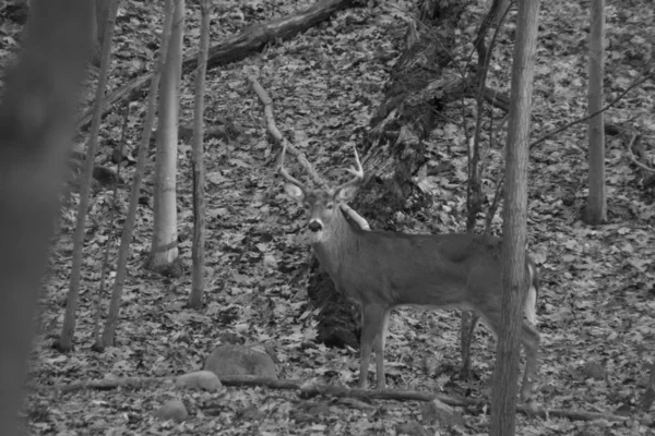 Grayscale Shot Deer Looking Camera Middle Forest Full Trees — ストック写真