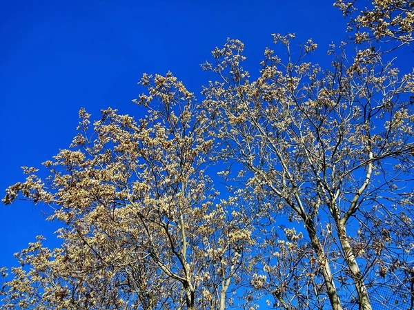 Baixo ângulo tiro da parte superior de uma árvore sob um céu azul claro — Fotografia de Stock