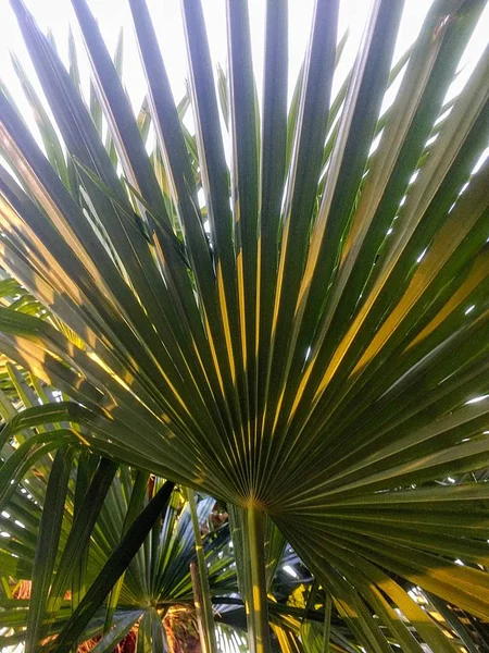 Detailní Záběr Listů Rostliny Jménem Trpasličí Palmetto — Stock fotografie