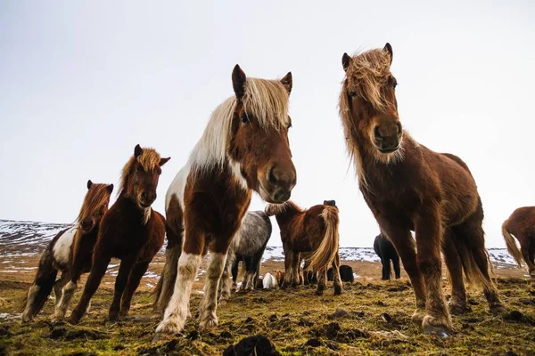Ісландські Коні Полі Вкритому Снігом Травою Ісландії — стокове фото