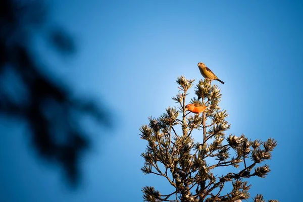Twee Vogels Zittend Een Top Van Een Lariksboom Een Blauwe — Stockfoto