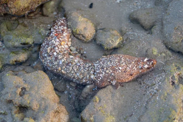 High Angle Shot Dying Moray Eel Laid Stones Seashore — ストック写真