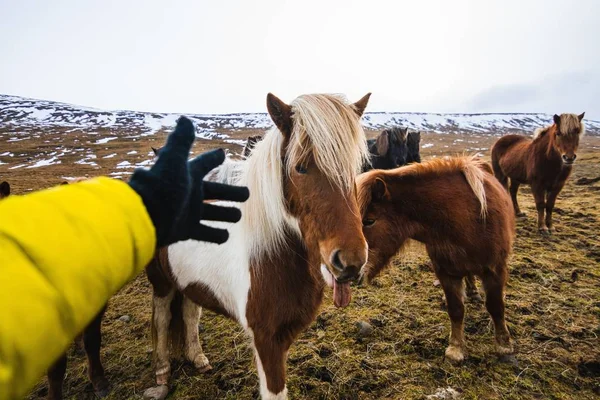 アイスランドの草や雪に覆われた野原でシェトランドポニーに触れようとする手 — ストック写真
