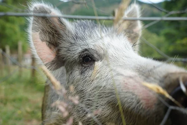 Closeup Shot Gray Pig Farm Wire Fences Cool Day — 图库照片