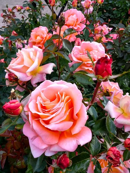 Plano Vertical Una Rama Rosas Rosadas Una Lado Otra —  Fotos de Stock