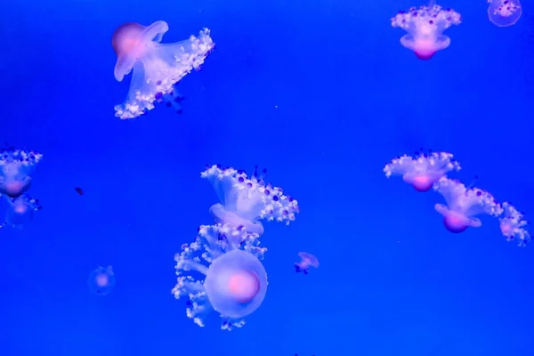 Krásný Záběr Medúzy Oceánu Modrou Barvou Pozadí — Stock fotografie