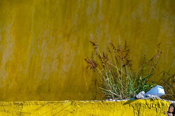 Gros Plan Plantes Sauvages Poussant Devant Mur Jaune — Photo