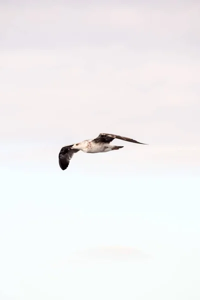 Tiro Ángulo Bajo Una Gaviota Volando Cielo —  Fotos de Stock