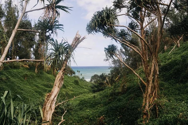 Beau Cliché Différentes Plantes Vertes Dans Montagne Près Bord Mer — Photo