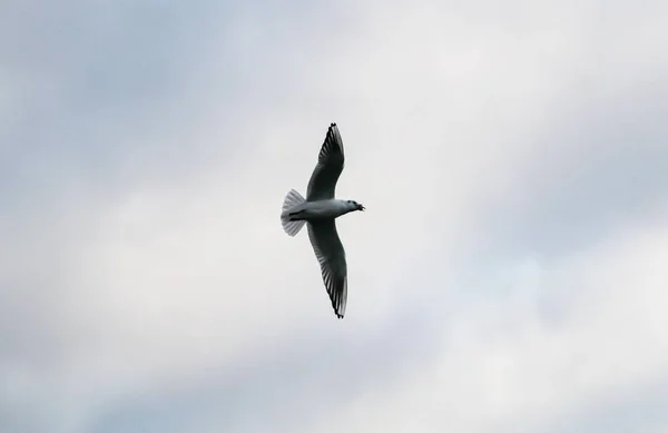 Low Angle Shot Gull Flying Cloudy Sky — Stock Photo, Image
