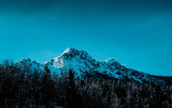 Панорамный Снимок Заснеженных Горных Вершин Альпийскими Деревьями Переднем Плане — стоковое фото