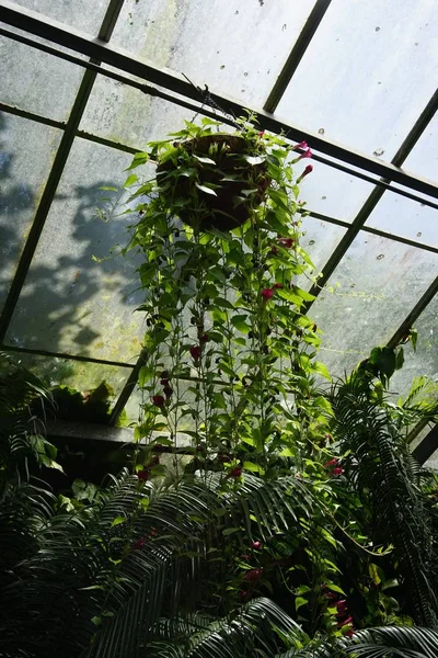 온실에 매달려 식물을 — 스톡 사진