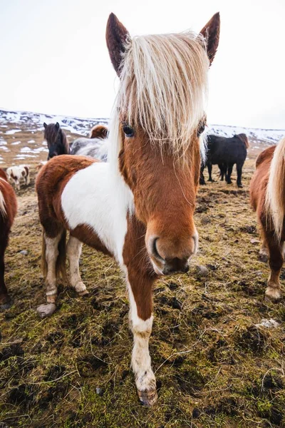 Closeup Shetland Pony Field Covered Grass Snow Cloudy Sky Iceland — Stock Photo, Image