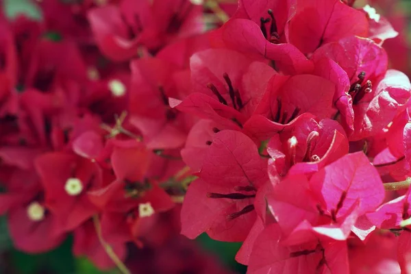 Detailní Záběr Několika Růžových Květin Vedle Sebe — Stock fotografie