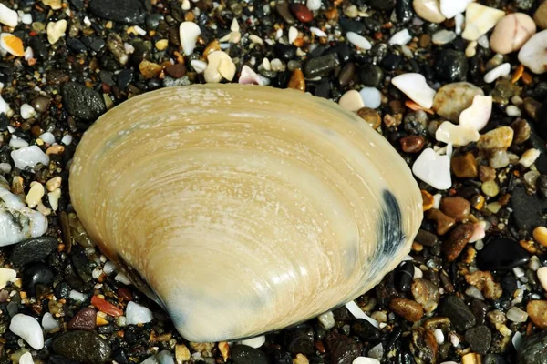 Closeup Shot Large Shellfish Small Pebbles — Stock Photo, Image