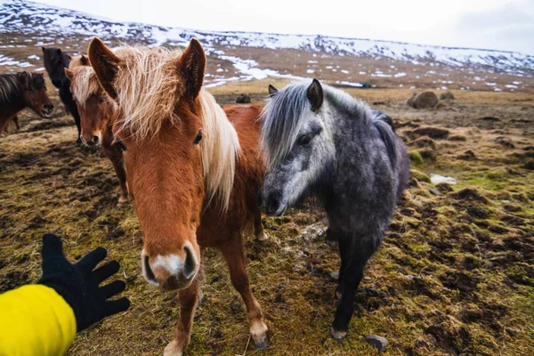 Mano cercando di toccare un pony Shetland in un campo coperto di erba e neve in Islanda — Foto Stock
