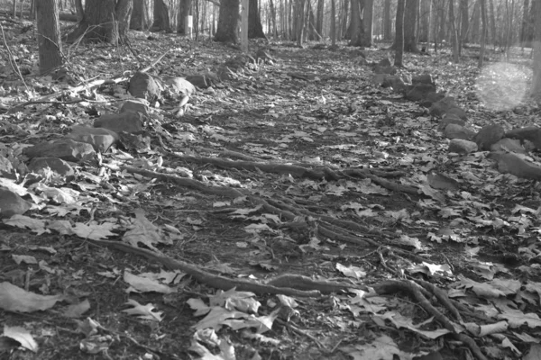 Grayscale de um caminho na floresta com pedras de cada lado — Fotografia de Stock
